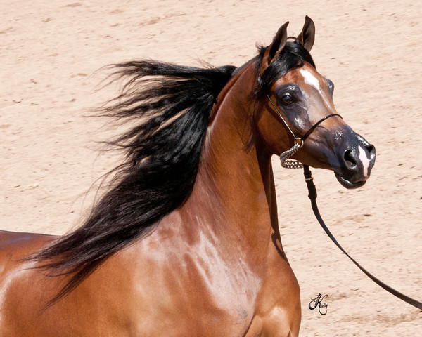 2011 Scottsdale Arabian Horse Show