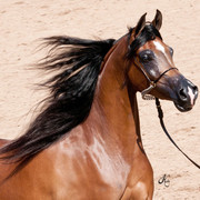 2011 Scottsdale Arabian Horse Show