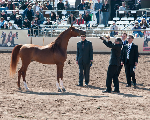 2011 Scottsdale Arabian Horse Show