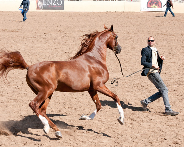 2011 Scottsdale Arabian Horse Show