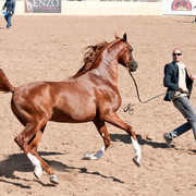 2011 Scottsdale Arabian Horse Show