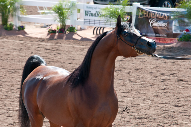 2011 Scottsdale Arabian Horse Show