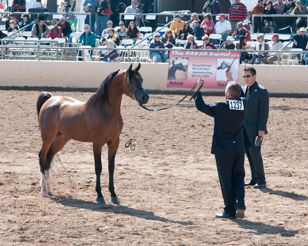 2011 Scottsdale Arabian Horse Show