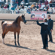2011 Scottsdale Arabian Horse Show