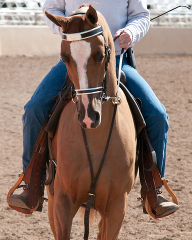 2011 Scottsdale Arabian Horse Show