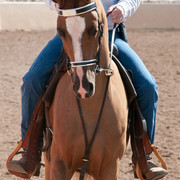 2011 Scottsdale Arabian Horse Show
