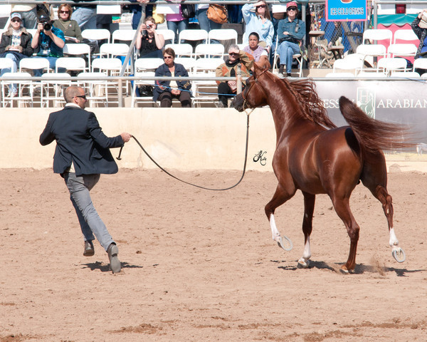 2011 Scottsdale Arabian Horse Show