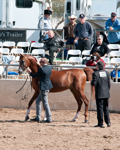 2011 Scottsdale Arabian Horse Show