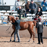 2011 Scottsdale Arabian Horse Show