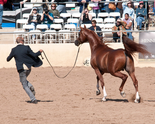 2011 Scottsdale Arabian Horse Show