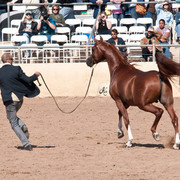 2011 Scottsdale Arabian Horse Show