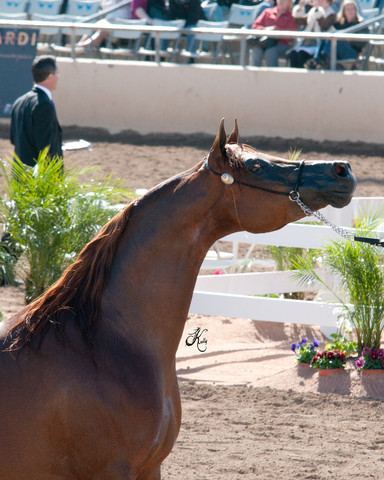 2011 Scottsdale Arabian Horse Show
