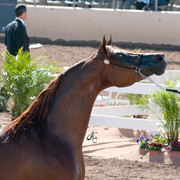 2011 Scottsdale Arabian Horse Show