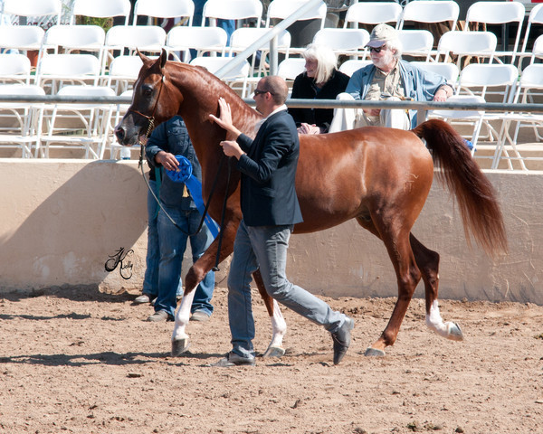 2011 Scottsdale Arabian Horse Show