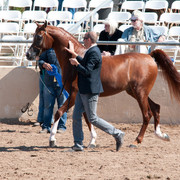 2011 Scottsdale Arabian Horse Show