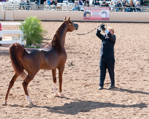 2011 Scottsdale Arabian Horse Show