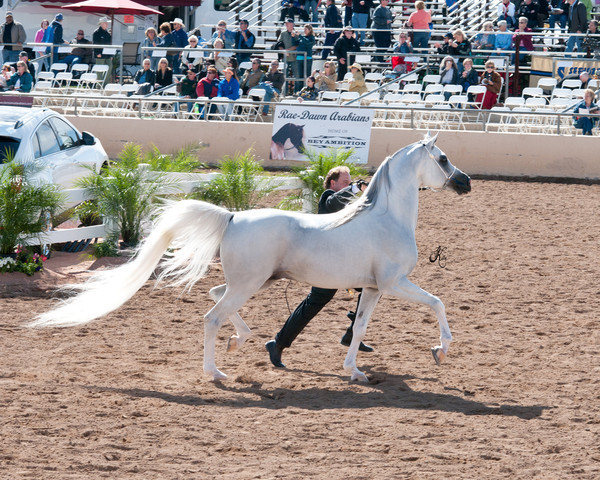 2011 Scottsdale Arabian Horse Show