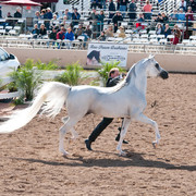 2011 Scottsdale Arabian Horse Show