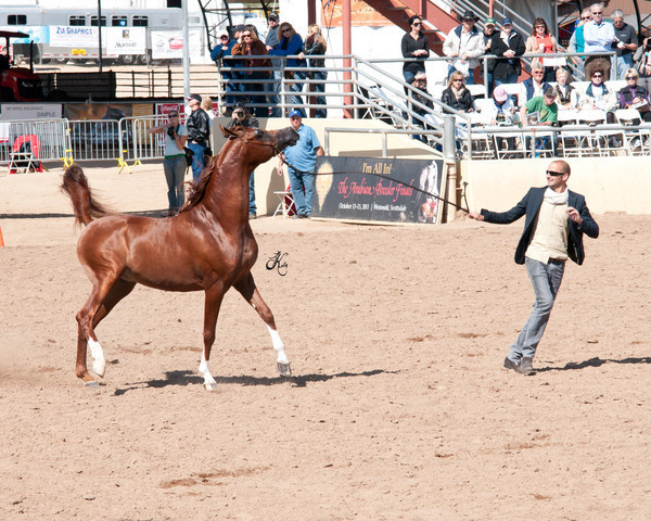 2011 Scottsdale Arabian Horse Show