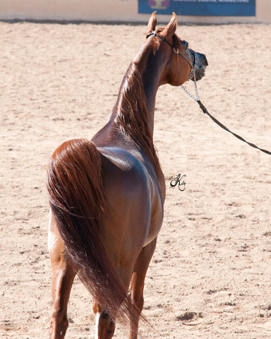2011 Scottsdale Arabian Horse Show