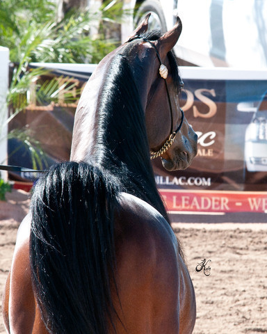 2011 Scottsdale Arabian Horse Show