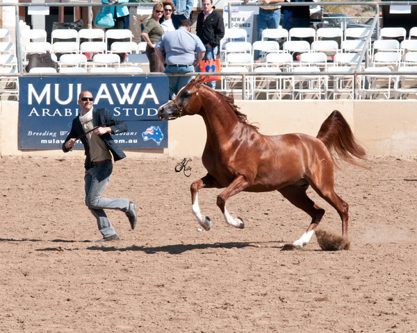 2011 Scottsdale Arabian Horse Show