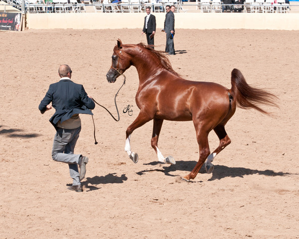 2011 Scottsdale Arabian Horse Show