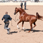 2011 Scottsdale Arabian Horse Show