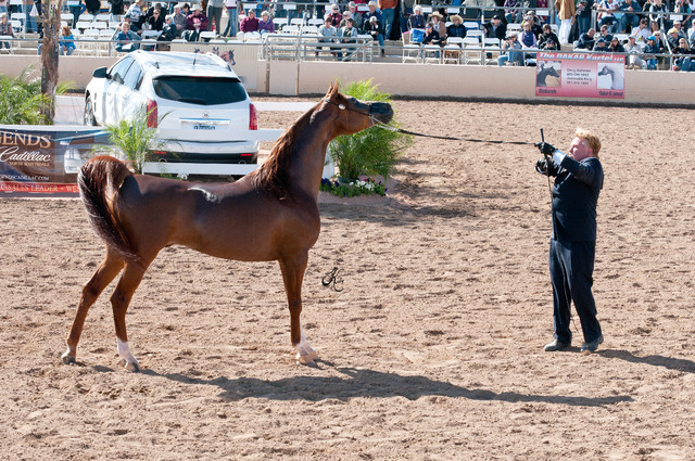 2011 Scottsdale Arabian Horse Show