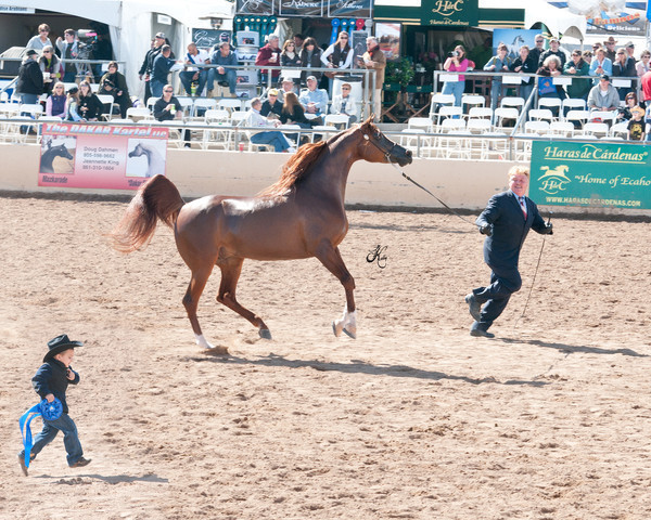 2011 Scottsdale Arabian Horse Show