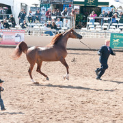 2011 Scottsdale Arabian Horse Show