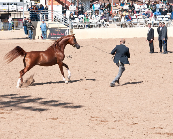 2011 Scottsdale Arabian Horse Show