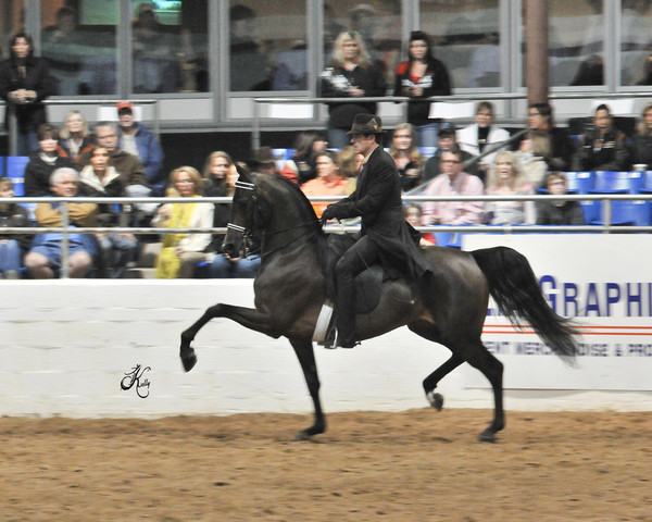 2011 Scottsdale Arabian Horse Show