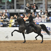 2011 Scottsdale Arabian Horse Show