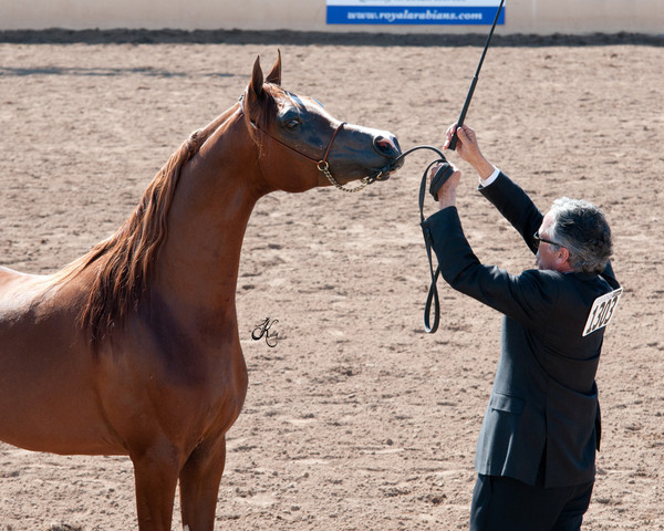 2011 Scottsdale Arabian Horse Show