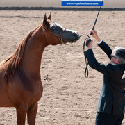 2011 Scottsdale Arabian Horse Show