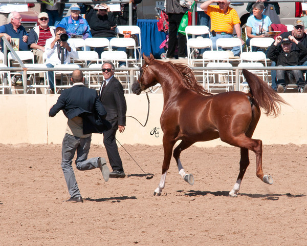 2011 Scottsdale Arabian Horse Show