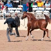 2011 Scottsdale Arabian Horse Show