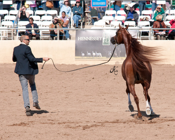 2011 Scottsdale Arabian Horse Show