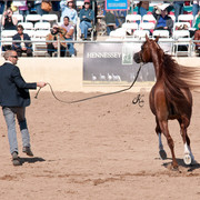 2011 Scottsdale Arabian Horse Show