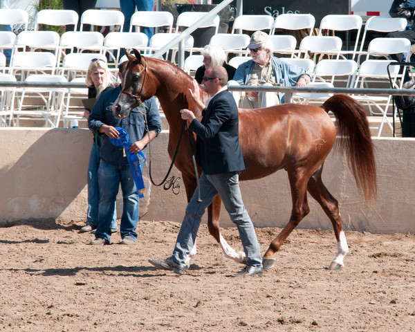 2011 Scottsdale Arabian Horse Show