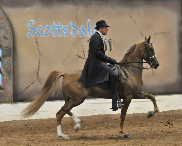 2011 Scottsdale Arabian Horse Show