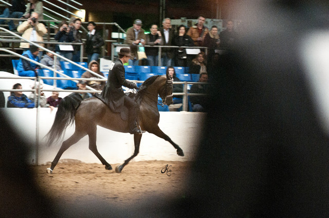 2011 Scottsdale Arabian Horse Show