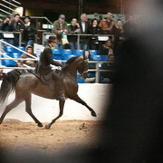 2011 Scottsdale Arabian Horse Show