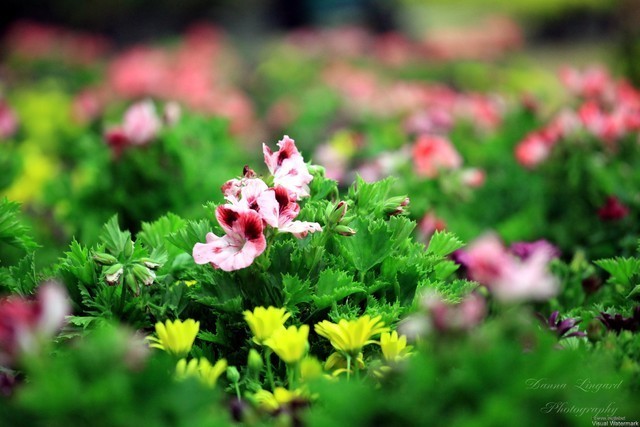 2011 Breeders World Cup | Kids Day