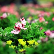 2011 Breeders World Cup | Kids Day