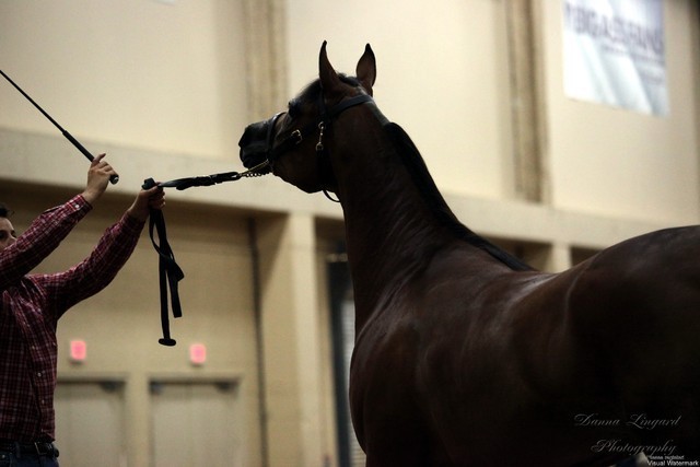 2011 Breeders World Cup | Kids Day