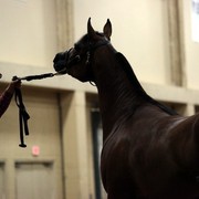 2011 Breeders World Cup | Kids Day
