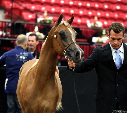 2011 Breeders World Cup | Day 1