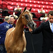 2011 Breeders World Cup | Day 1